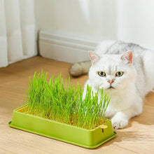 Cat Grass Planter Layered Cat Plant Soilless Convenient Cat Grass Kit 4 Styles Pet Supplies Multifunctional For Veterinary
