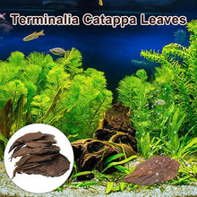 Aquarium Almond Leaves Catappa Leaves Aquarium Betta Fish Leaves Shrimp Fish Tank Accessories Creates Rainforest Environment