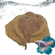 Catappa Leaf Betta Shrimp Leaves Aquarium Almond Leaf Lower pH Improve Water Quality Level Water Conditioner For Aquarium Turtle