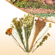 Flower And Plant Bedding Hamster Deodorizing Bedding Golden Bear Nest Landscaping Supplies Dried Flowers