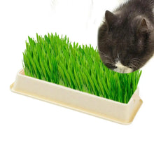 Cat Grass Planter Layered Cat Plant Soilless Convenient Cat Grass Kit 4 Styles Pet Supplies Multifunctional For Veterinary