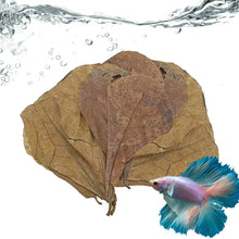 Aquarium Almond Leaves Catappa Leaves Aquarium Betta Fish Leaves Shrimp Fish Tank Accessories Creates Rainforest Environment