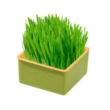 Cat Grass Planter Layered Cat Plant Soilless Convenient Cat Grass Kit 4 Styles Pet Supplies Multifunctional For Veterinary