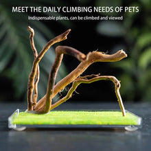 Spider Cage Reptile Hatching Box Fish Breeding Tanks Fish & Aquatic Pets Breeding Tanks Reptiles & Amphibian Supplies Enclosure