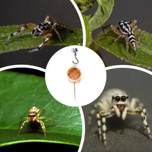Jumping Spider Hide Handmade Spider Enclosure Accessories For Hidding Decorative Small Pets House Shelter Space For Home Garden