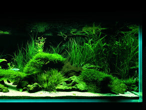 Brite Series Auto Aquarium LED Light with App-Controlled RGB+W LEDs, Custom Sunrise/Sunset Colors in Manual/Auto/Custom Modes