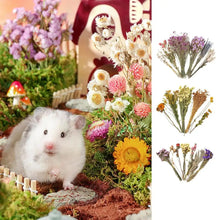 Flower And Plant Bedding Hamster Deodorizing Bedding Golden Bear Nest Landscaping Supplies Dried Flowers