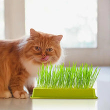 Cat Grass Planter Layered Cat Plant Soilless Convenient Cat Grass Kit 4 Styles Pet Supplies Multifunctional For Veterinary